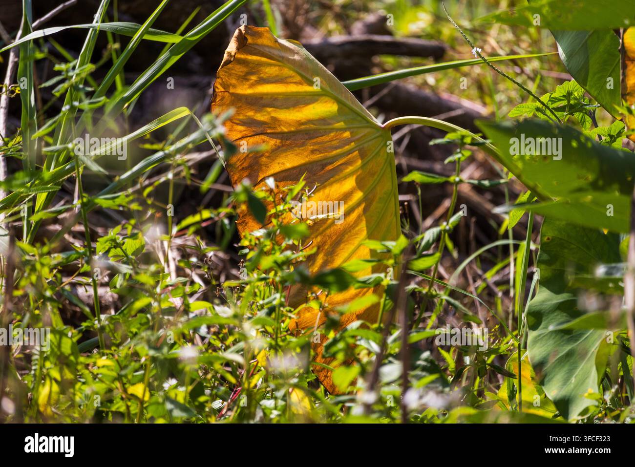 Enorme foglia gialla con controluce e vegetazione verde in primo piano e rami marroni morti caduti sullo sfondo Foto Stock