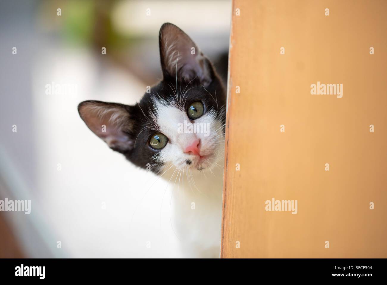 Gatto bianco e nero che sbircia da dietro un muro giallo Foto Stock