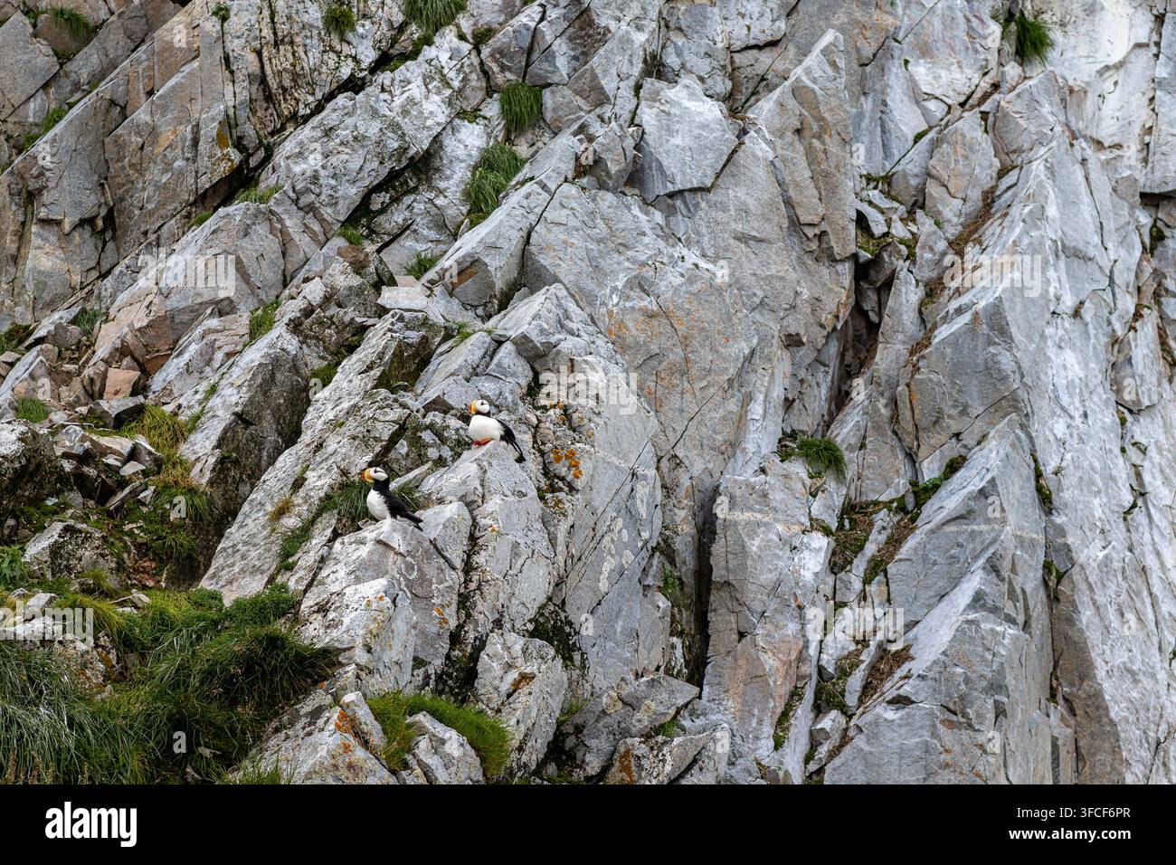 Due papere di mare cornute (Fratercula corniculata) appollaiate su una ripida scogliera rocciosa, Parco Nazionale di Beringia, Chukotka, Russia. Agosto 2023 Foto Stock