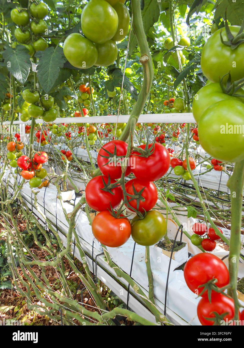 Pomodori rossi e verdi che crescono in una serra Foto Stock