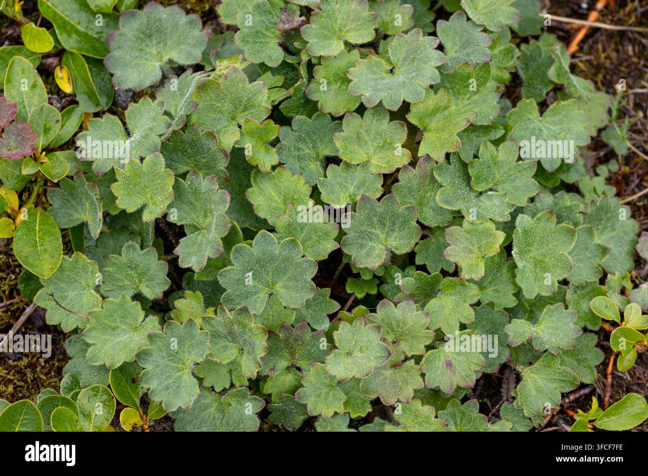 Rosetta fogliare basale della saxifraga a stelo nudo (Micranthes nudicaulis) con gocce d'acqua, Parco Nazionale di Beringia, Chukotka, Russia. Agosto 2023 Foto Stock