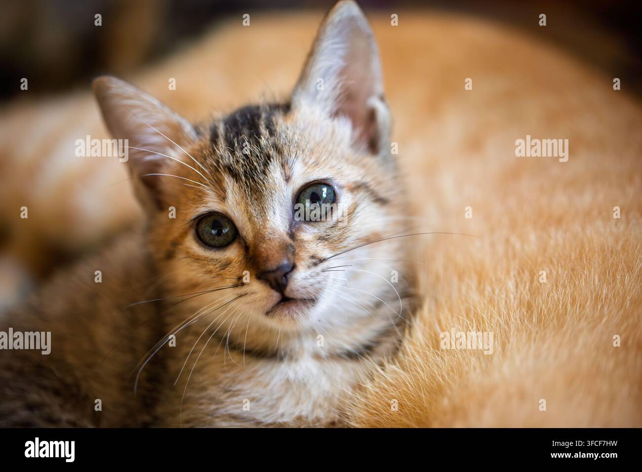 Gattino che sbircia oltre un bordo di legno turchese Foto Stock