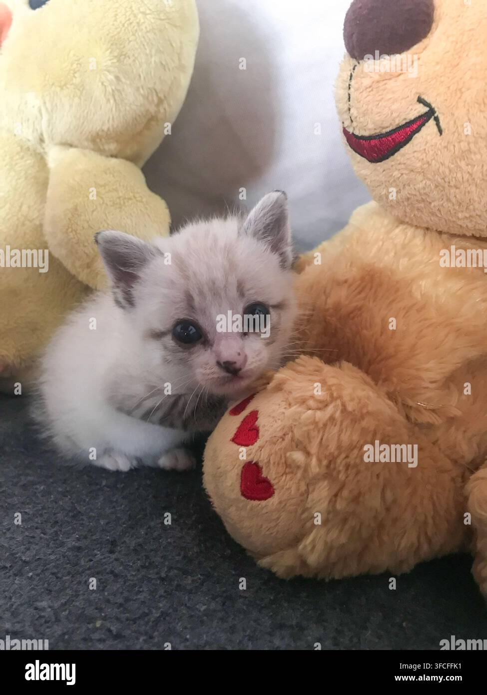 Piccolo gattino bianco carino che si accoccola accanto a un morbido giocattolo orso di peluche in casa Foto Stock