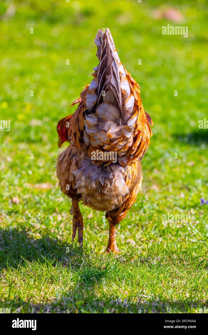 Prima vista posteriore di un pollo marrone che cammina su un campo erboso verde vibrante. Le intricate piume della coda e le zampe squamose sono evidenziate sotto br... Foto Stock