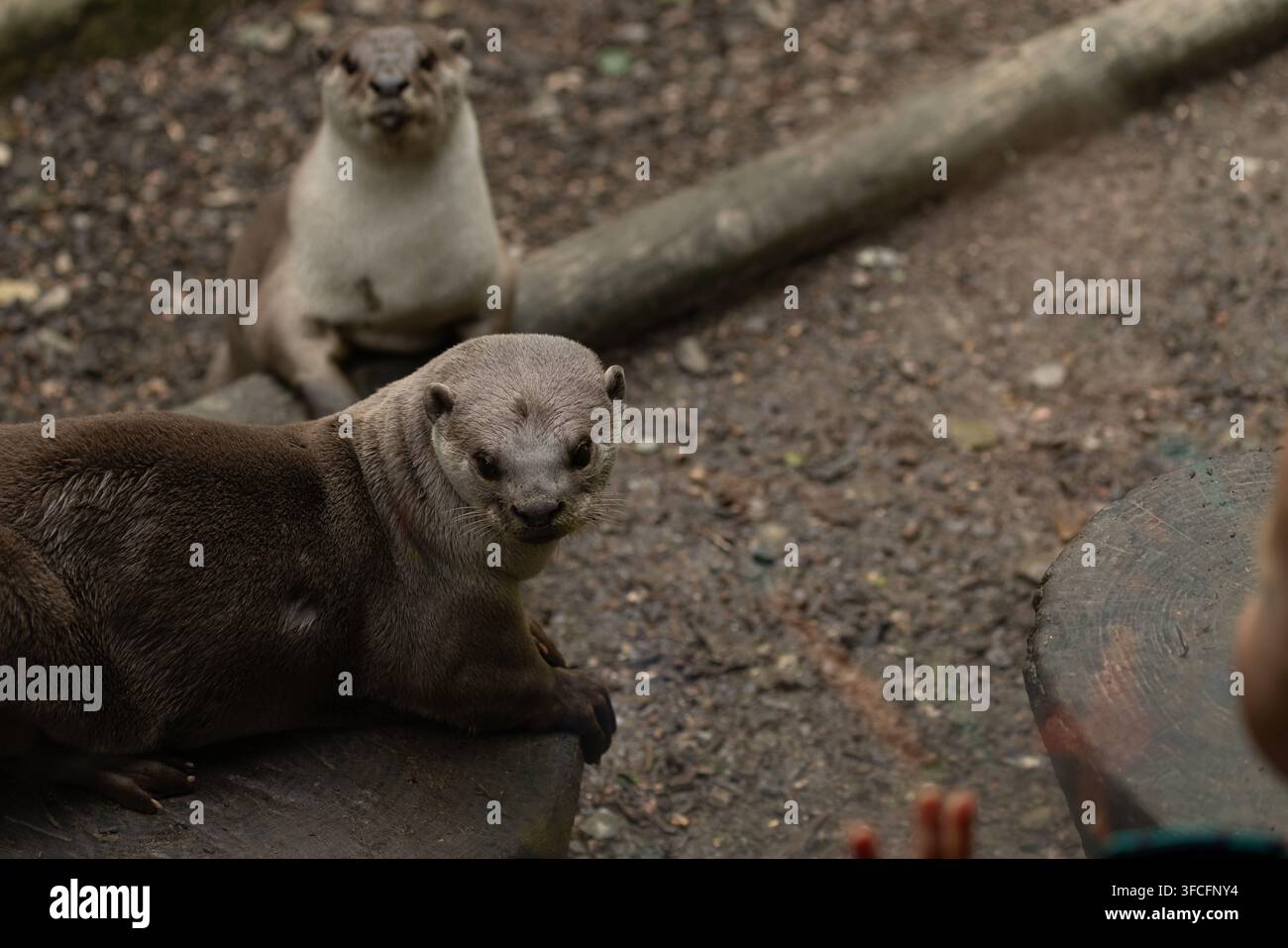 Lutri allo zoo di Exmoor, Devon Foto Stock