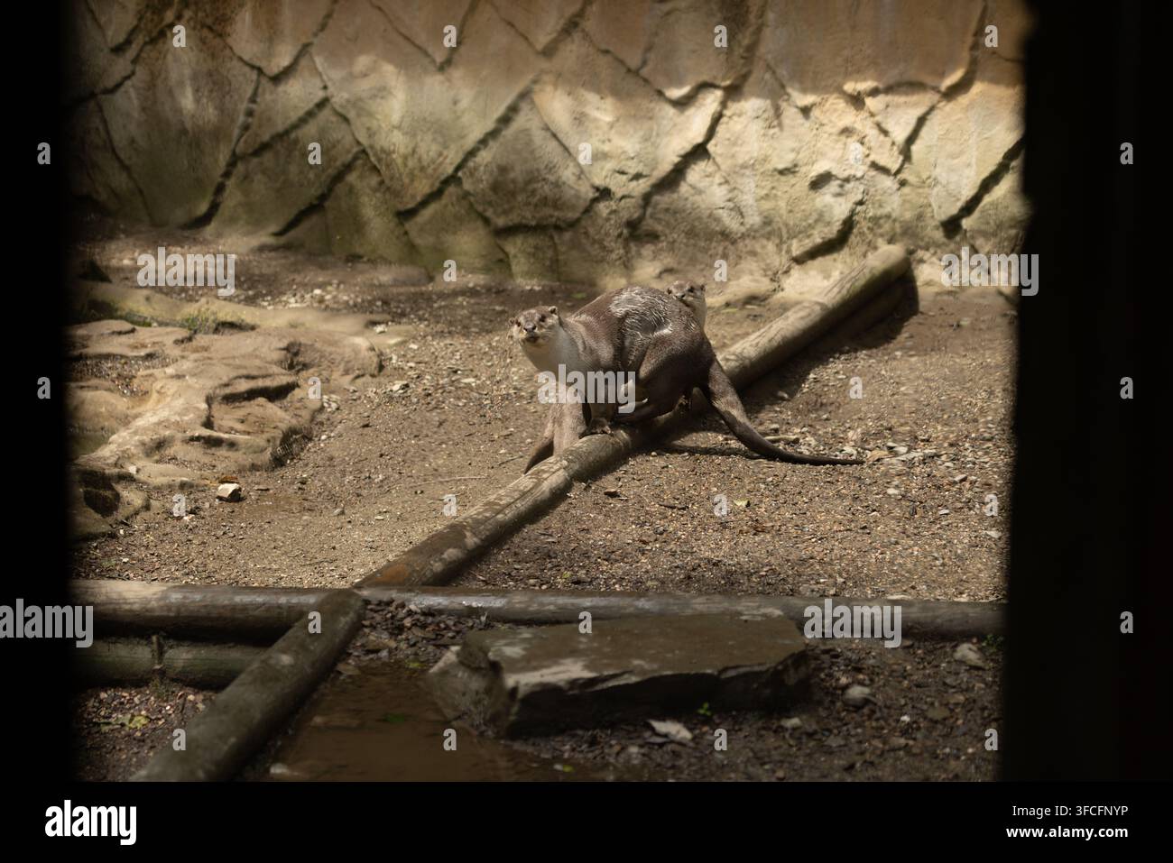 Lutri allo zoo di Exmoor, Devon Foto Stock