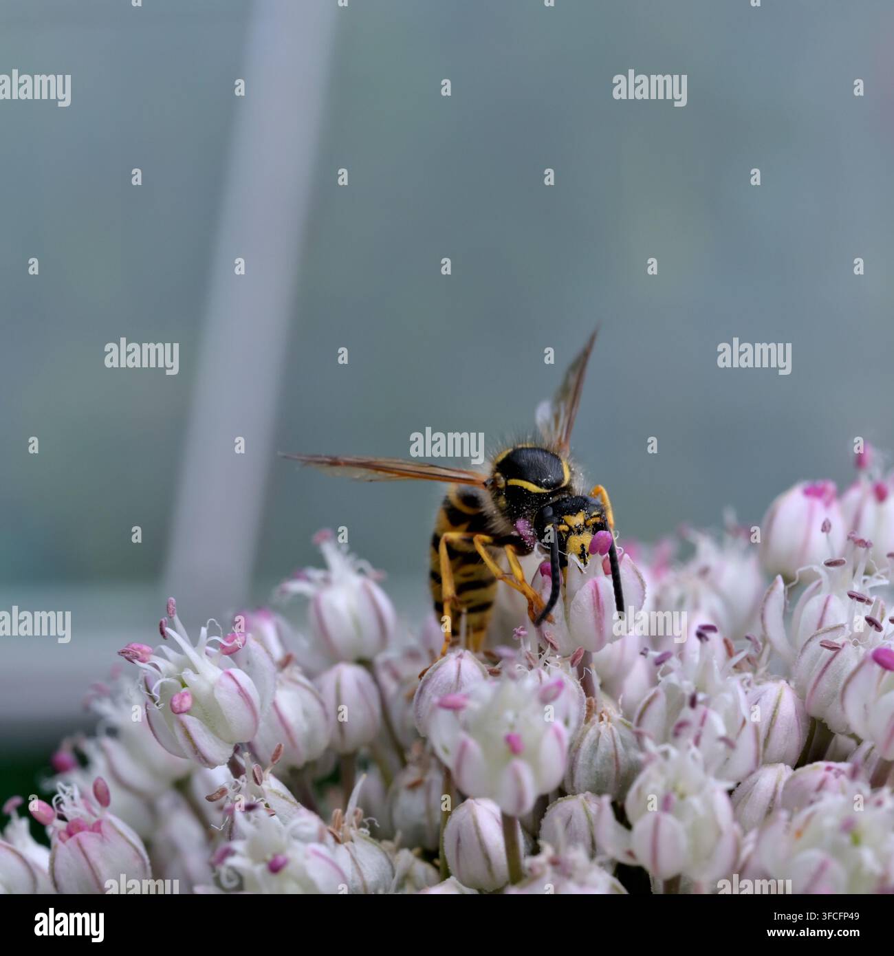 Una vespa sociale, vespa gialla che si nutre di una testa floreale di Allium, primo piano. Foto Stock