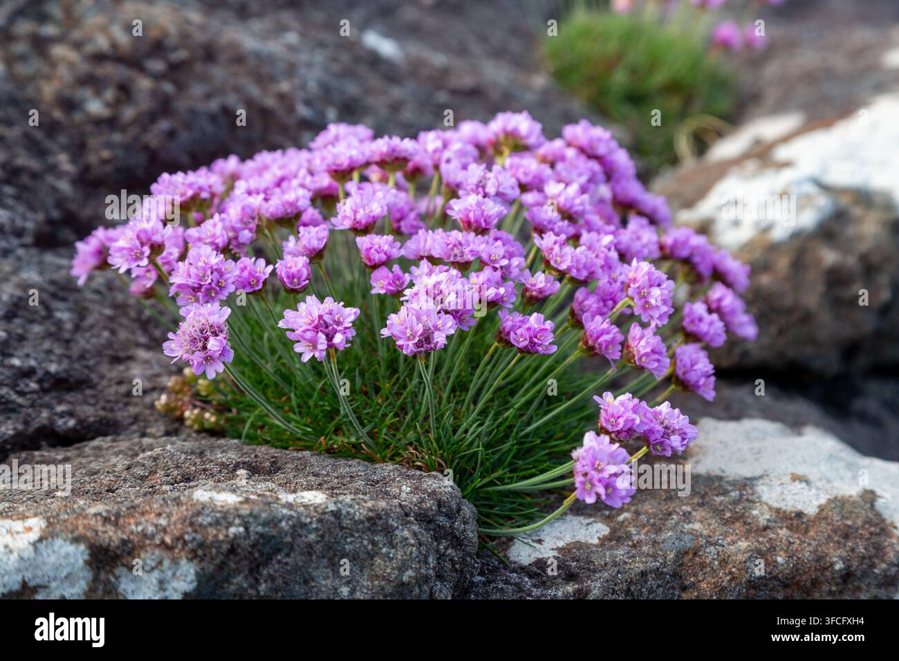Armeria marittima (Armeria maritima), comunemente nota come rosa di mare Foto Stock