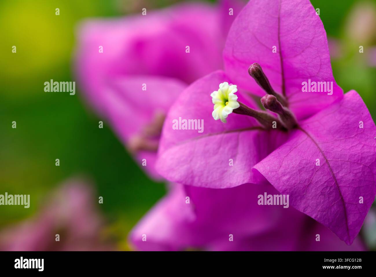 Fiori di bouganville con bract rosa e centri bianchi su sfondo scuro Foto Stock
