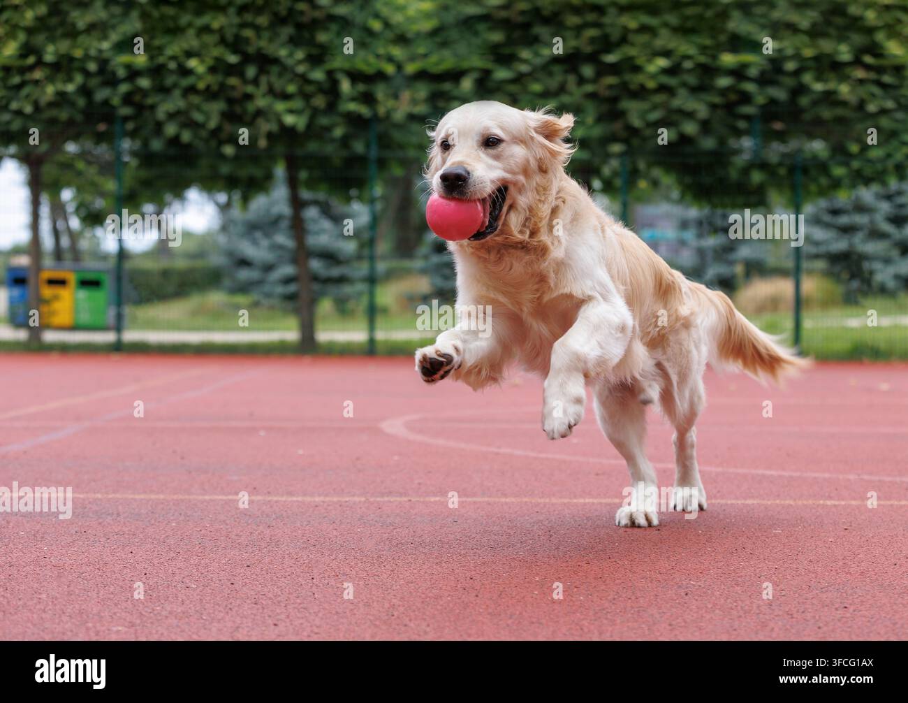 Golden Retriever felice che corre attraverso il campo sportivo nel parco cittadino con una palla in bocca, scodinzola, espressione giocosa, attività all'aperto gioiosa, esercizio Foto Stock