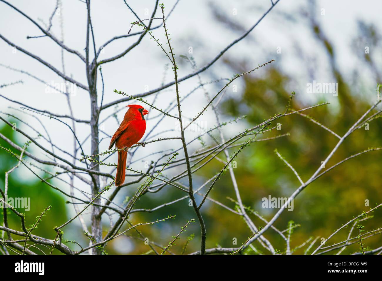 Cardinale nord rosso brillante appollaiato su un ramo sottile contro uno sfondo naturale sfocato morbido Foto Stock