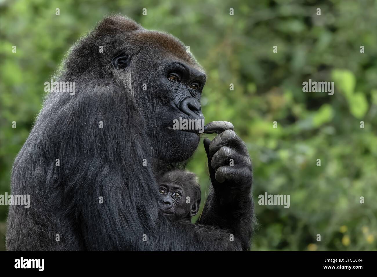 Il gorilla delle pianure occidentali è la sottospecie di gorilla più comune allevata negli zoo. Foto Stock