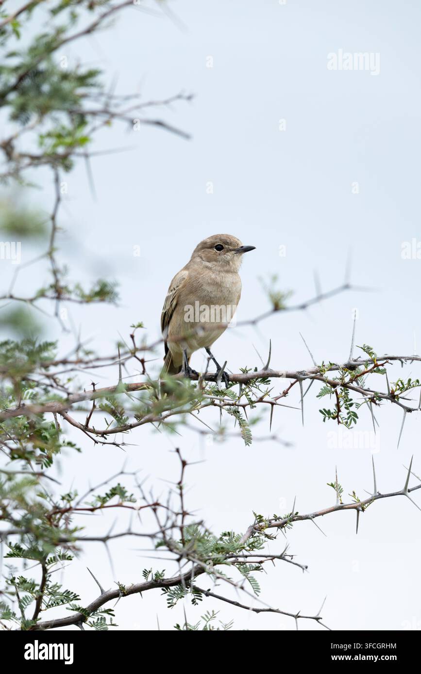 Chat flycatcher Agricola infuscatus, adulto appollaiato su un acacia, Parco nazionale di Makgadikgadi, Distretto centrale, Botswana, marzo Foto Stock