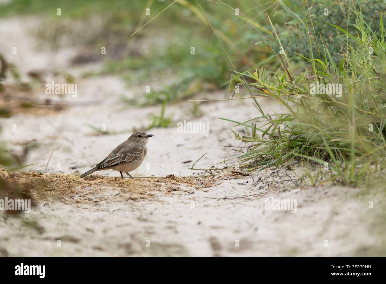 Chat flycatcher Agricola infuscatus, adulto che cerca cibo sul terreno sabbioso, Parco nazionale di Makgadikgadi, Distretto centrale, Botswana, marzo Foto Stock
