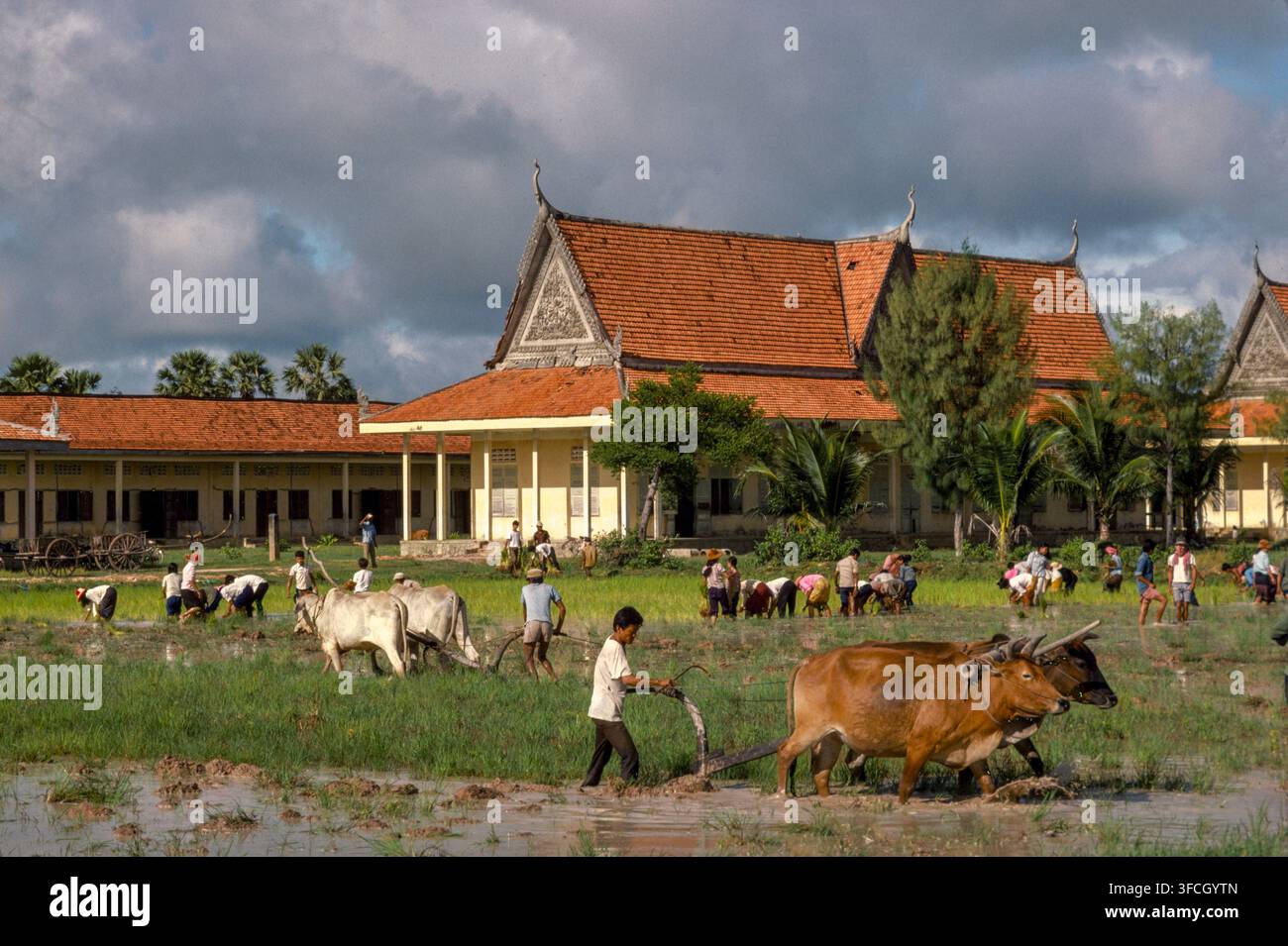 Provincia di Prey Veng, Cambogia: famiglie che arano i loro campi di riso e trapiantano piante di riso, parte del ciclo agricolo per rimuovere le erbacce dal raccolto di riso, settembre 1988 Foto Stock