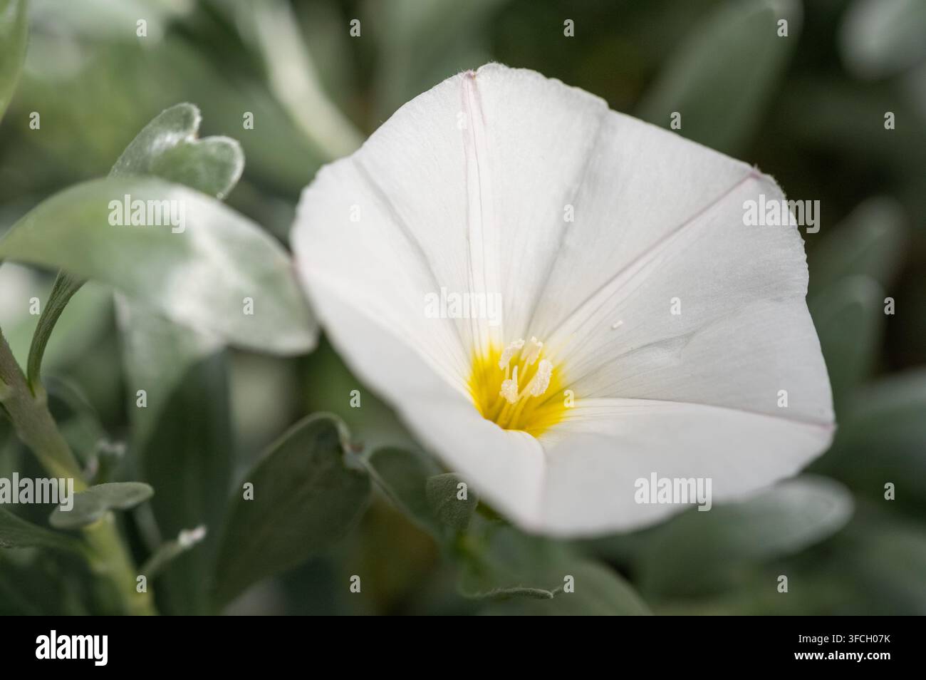 Vista ravvicinata di un fiore di cespuglio argentato bianco (Convolvulus cneorum) che mostra una gola giallo brillante e una fogliacea setosa Foto Stock