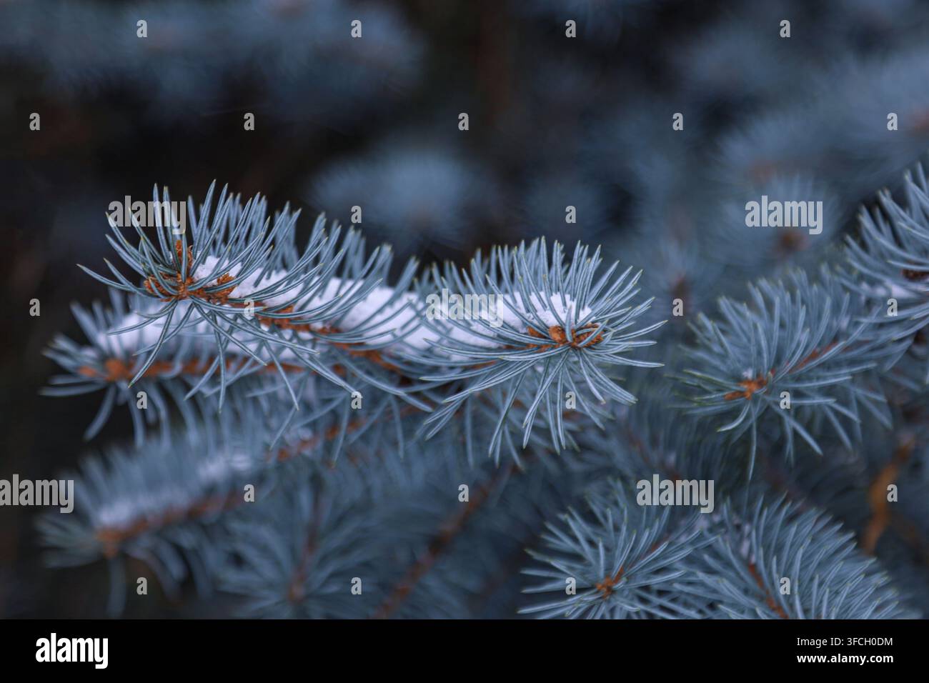 Prima vista di aghi di abete blu ricoperti di brina bianca e neve. Dettagli netti delle texture ghiacciate sui rami delle conifere su uno sfondo scuro e sfocato Foto Stock