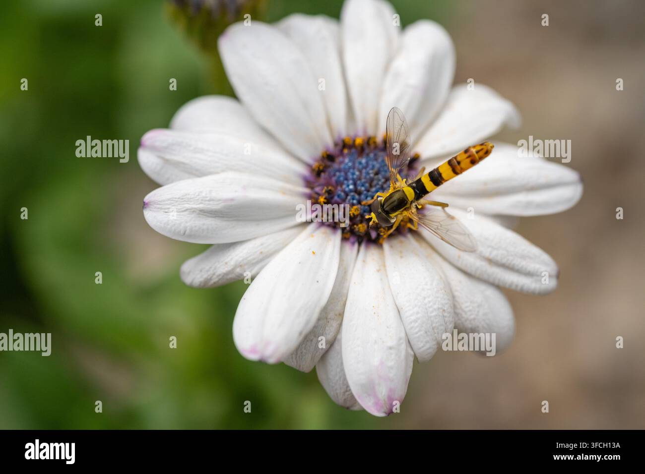 Macro di una mosca volante (Sphaerophoria scripta) che si nutre al centro blu di una margherita africana bianca (Osteospermum ecklonis). Foto Stock