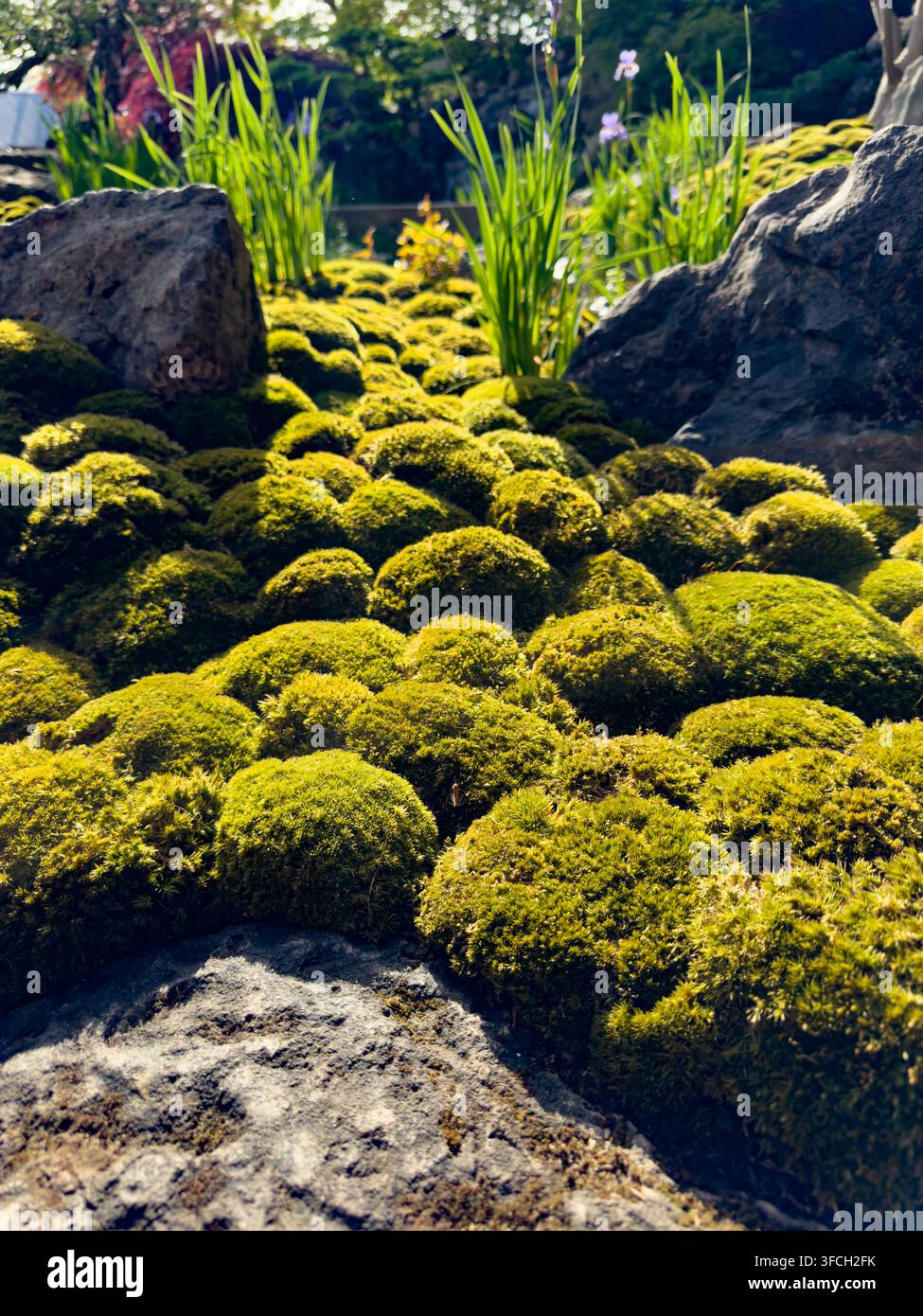 Muschio e pietra nel giardino Tokonoma - Sanumaya no Niwa di Kazuyuki Ishihara e Paul Noritaka Tange, RHS Chelsea 2026. Foto Stock