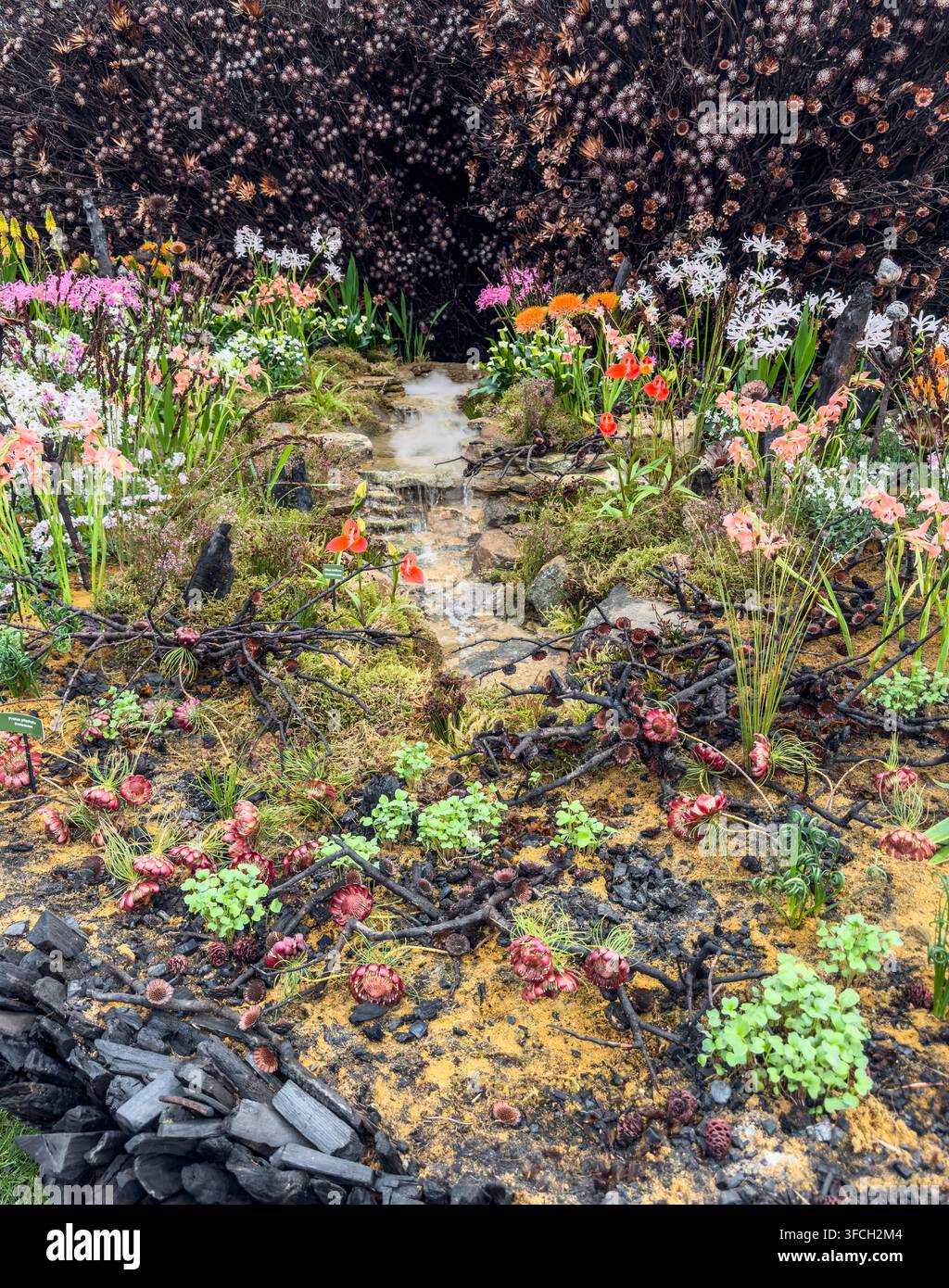 Esposizione "Life After Fire" sulla flora sudafricana di Leon Kluge Garden Design nel Great Pavilion alla RHS Chelsea Flower Show 2026. Foto Stock
