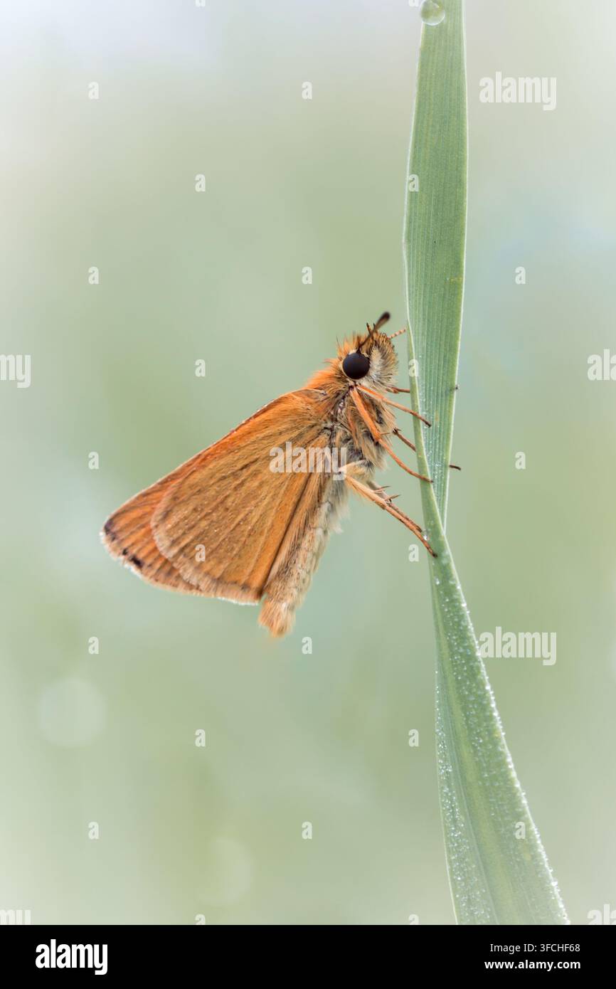 Piccolo farfalla skipper Thymelicus sylvestris appollaiata su una foglia d'erba verde, primo piano. Foto Stock