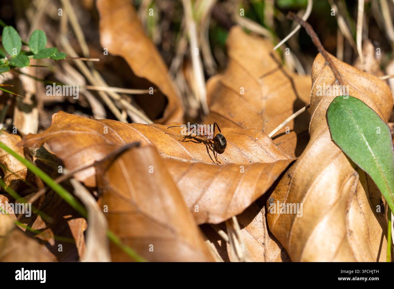 Macro primo piano di una formica rossa del bosco (Formica rufa) che striscia su foglie di faggio secche e marroni sul suolo della foresta, concetto naturale di fauna selvatica. Foto Stock