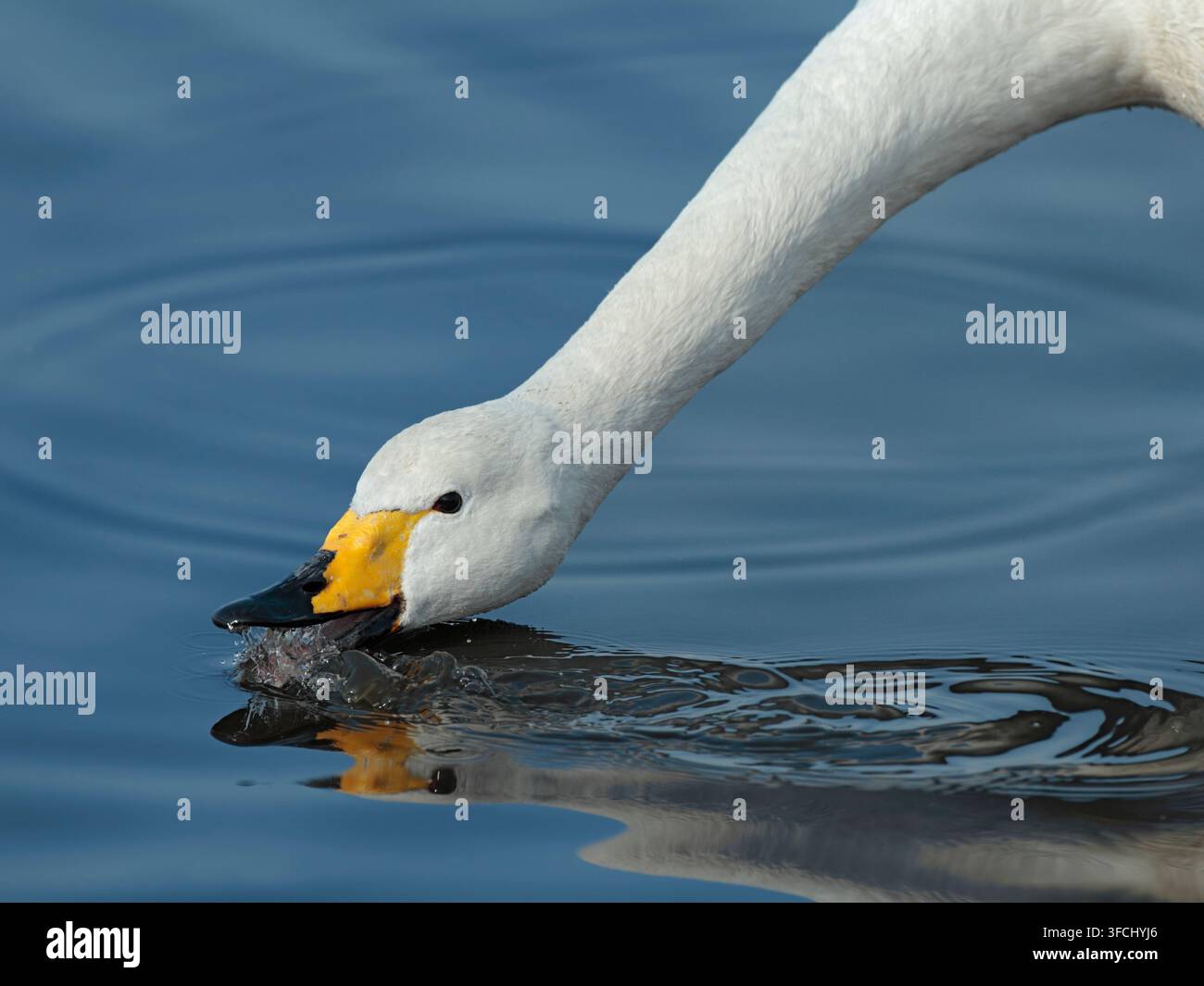 Cigno reale Cygnus cygnus, primo piano della testa e del collo che crea riflessi strani, Martin Mere WWT, Lancashire, Regno Unito, marzo Foto Stock