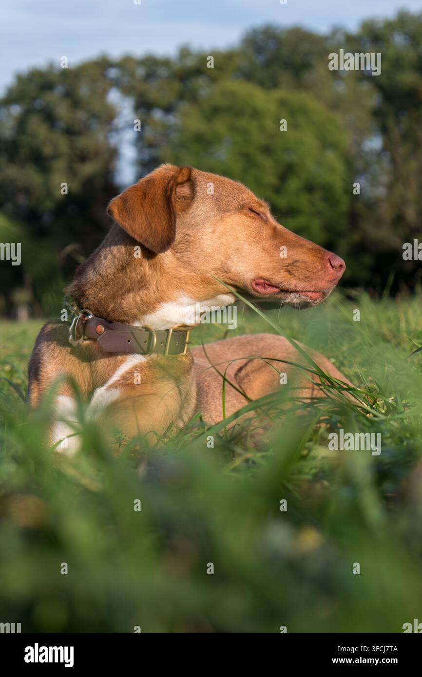 Cane sereno che riposa nell'erba rigogliosa all'ora dorata, perfetto per campagne di cura degli animali, stile di vita e natura. Foto Stock