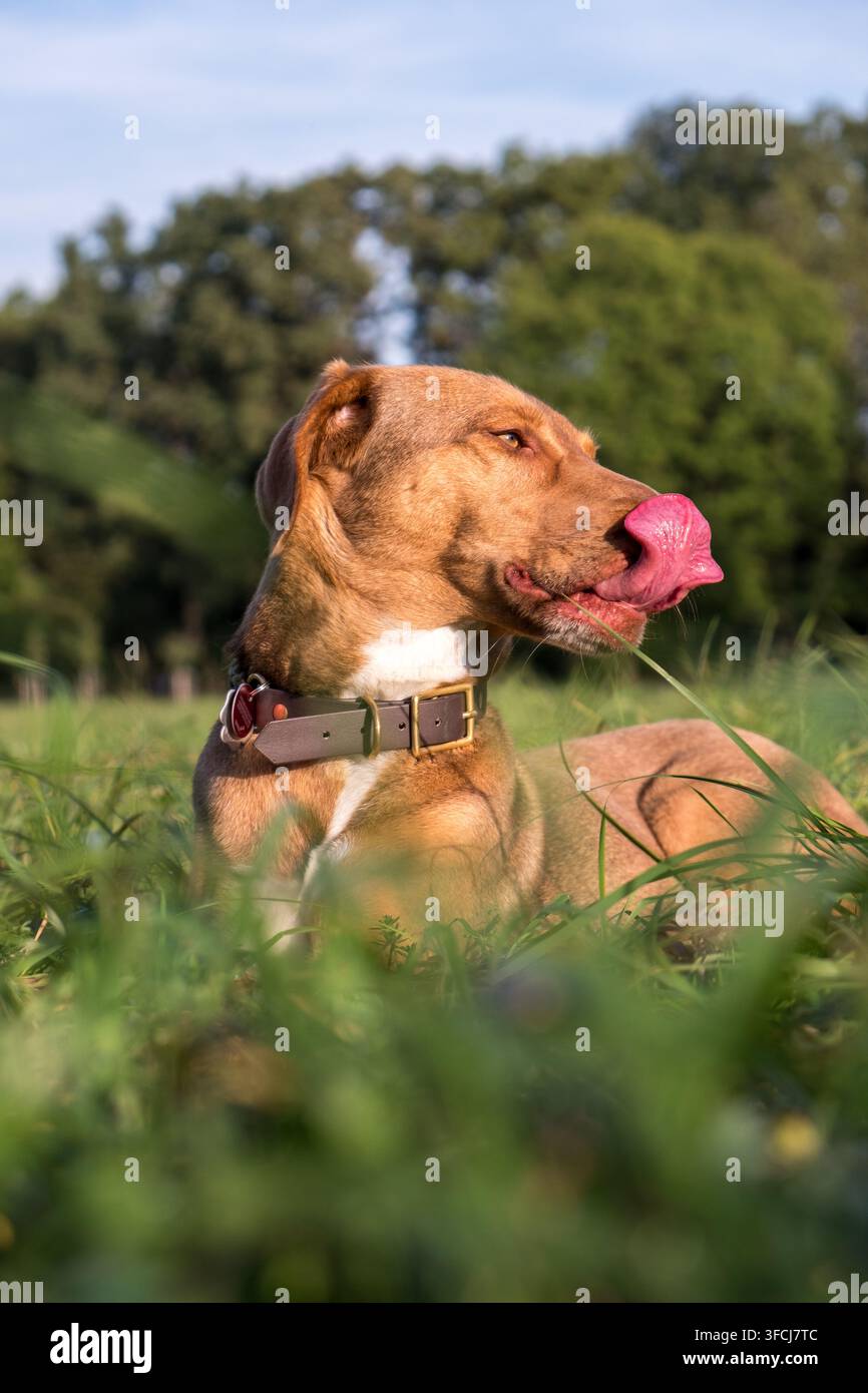 Cane marrone rilassato sdraiato nell'erba rigogliosa con la lingua fuori sotto la calda luce dorata del sole, perfetto per marchi di pet e lifestyle. Foto Stock