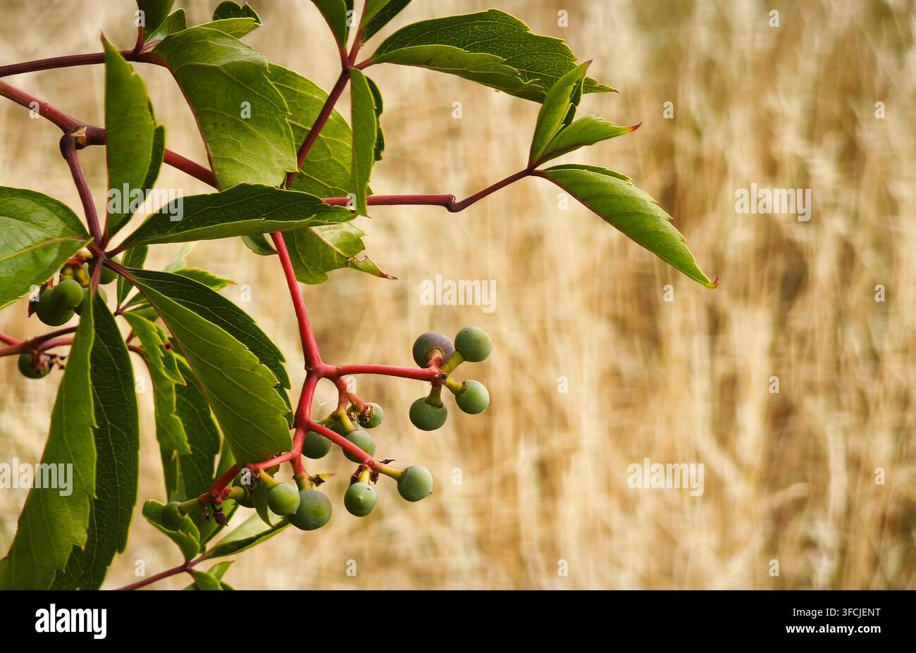 Ramo di Parthenocissus con foglie verdi e bacche - Immagine stock catturata con smartphone
