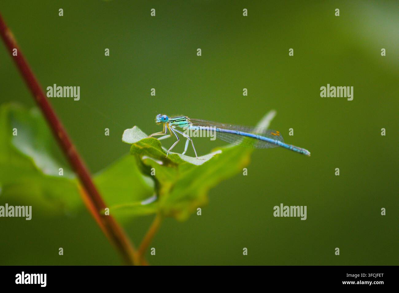 Libellula dalle ali blu che riposa su una foglia verde in vegetazione naturale, fotografata in primo piano con uno sfondo boschivo leggermente sfocato. Foto Stock
