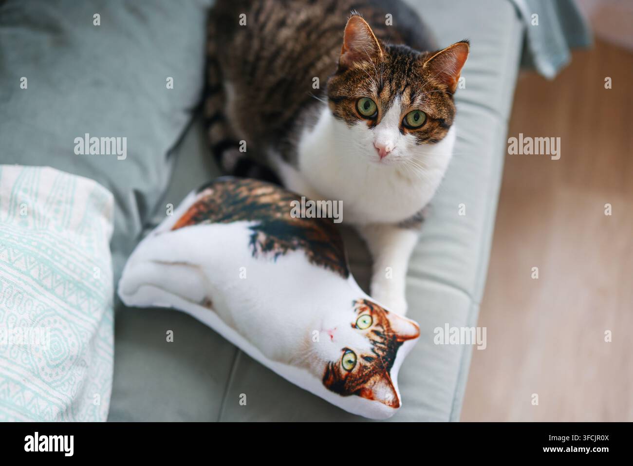 Gatto tigrato e bianco curioso seduto accanto a un cuscino decorativo stampato con il suo ritratto su un comodo divano a casa. Foto Stock