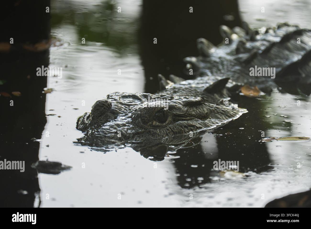 Occhi di coccodrillo che osservano, mimetizzati e nascosti nell'acqua scura, mostrando una fauna pericolosa Foto Stock