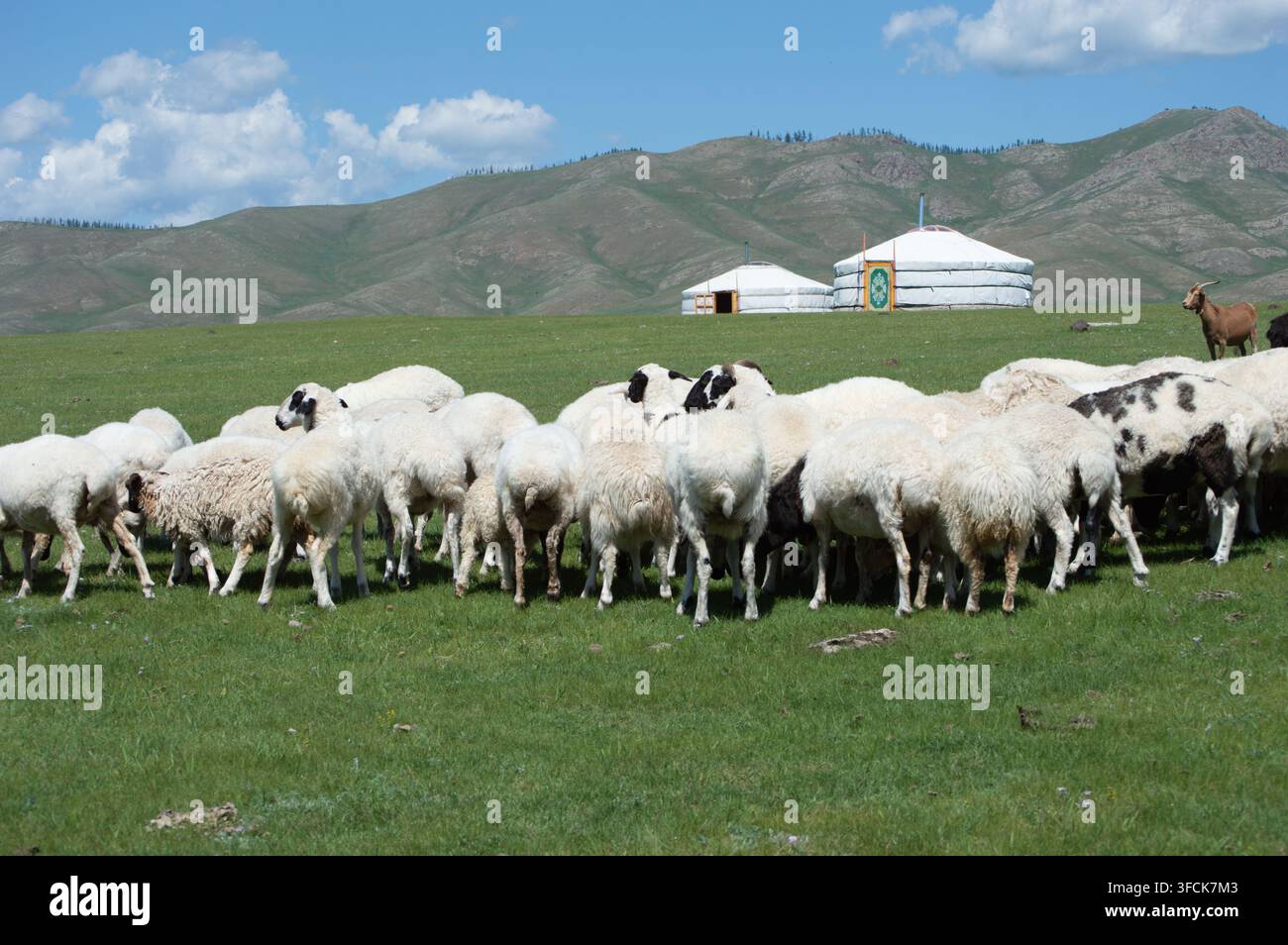Valle dell'Orkhon, Mongolia - 5 agosto 2026: Ger bianche si ergono vicino a un gregge di pecore al pascolo in una valle montana. Foto Stock