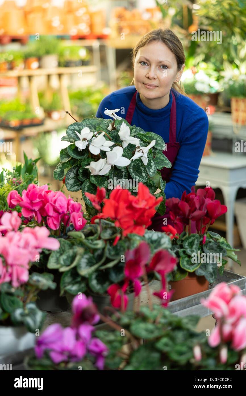 Nel negozio di fiori, donna lavoratore esamina ciclamino Foto Stock