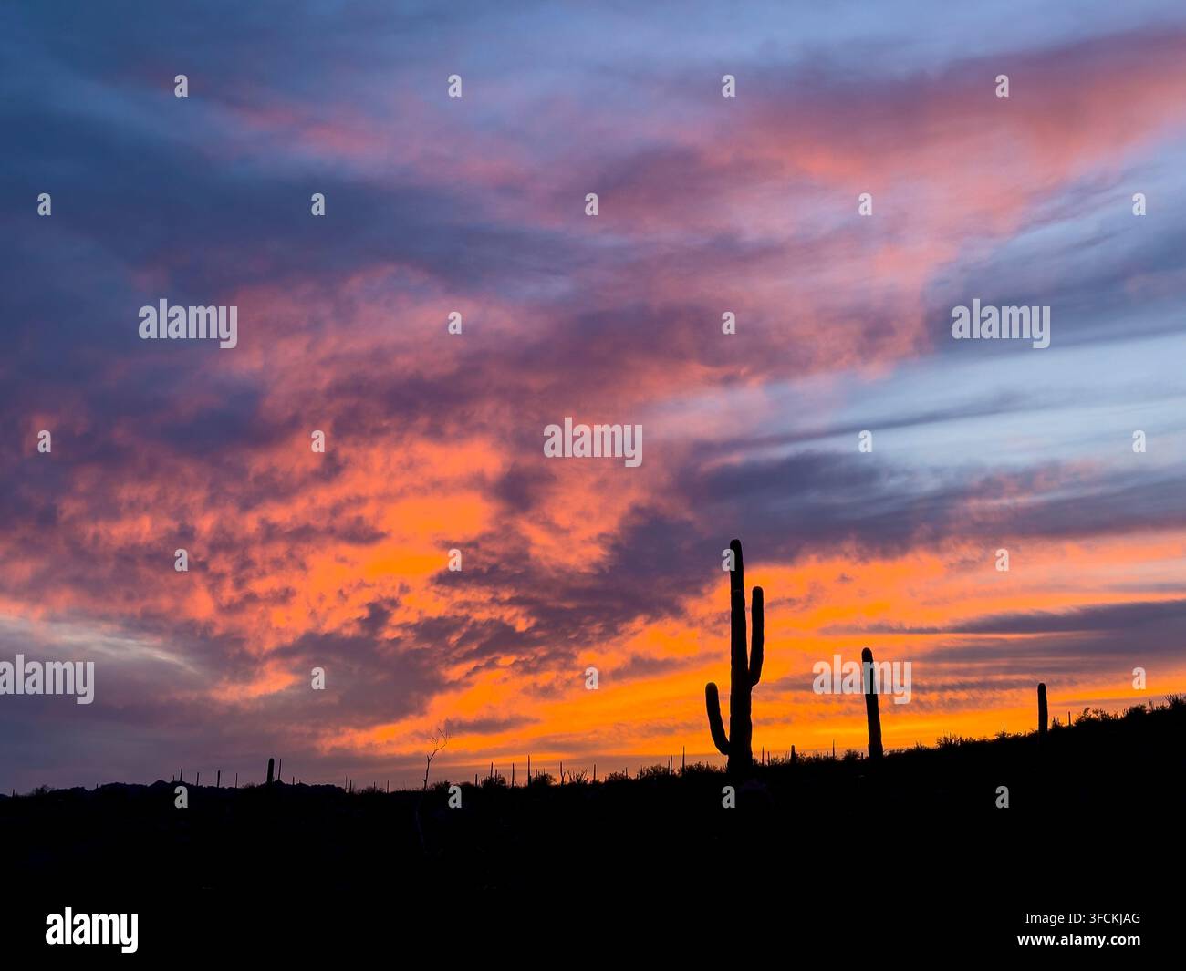 Tramonto, Twin Peaks Campground, Organ Pipe Cactus National Monument, Arizona. Foto Stock
