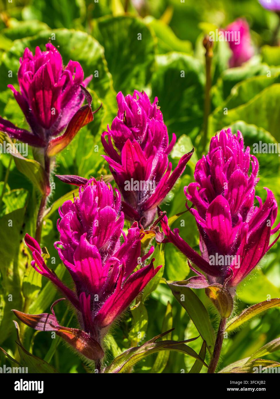 Fiori selvatici a pennello, sentiero Columbine Pass, bacino di Chicago, area selvaggia di Weminuche, foresta nazionale di San Juan, Colorado Foto Stock