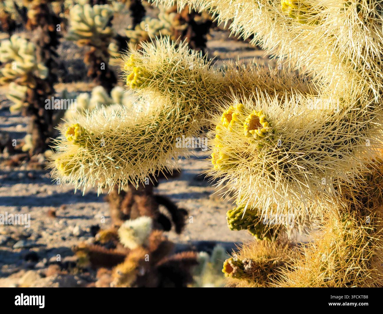 Prima di un cactus del deserto densamente spinoso con più boccioli floreali nel Joshua Tree, California, USA. Foto Stock