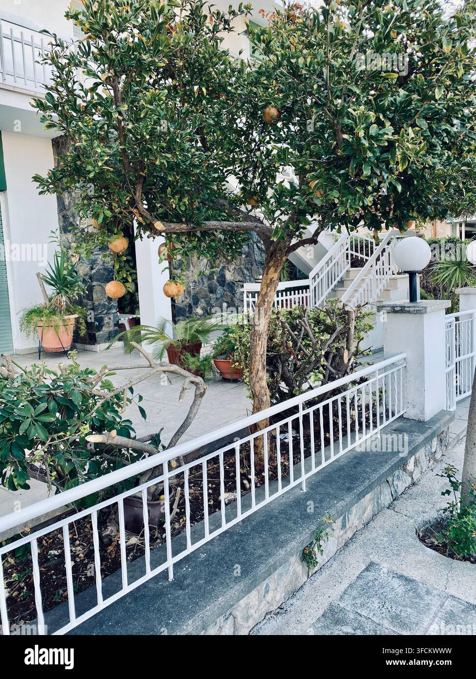 Grani freschi pendono da un albero frondoso accanto a una terrazza da giardino con ringhiere bianche e una casa con facciata in pietra. - Immagine stock catturata con smartphone