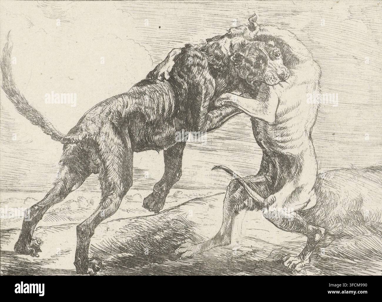 Due cani che combattono, Cani, stampa, Numero di serie, 4, 8, Due cani che combattono in un paesaggio. Quarta stampa di una serie di otto stampe che raffigurano cani., incisore: Pauwels van Hillegaert, Amsterdam, 1654, carta, incisione, altezza 110 mm x larghezza 149 mm, cane., Due cani abbracciati, disegnati con linee fini e tratteggi incrociati; un cane appare più scuro con un mantello ruvido e il corpo inclinato in avanti, la coda sollevata, le zampe piegate e le zampe sul terreno, mentre l'altro cane è più chiaro con costole visibili e una schiena curva, la testa premuta contro il collo del cane più scuro e una zampa anteriore avvolta intorno al Foto Stock