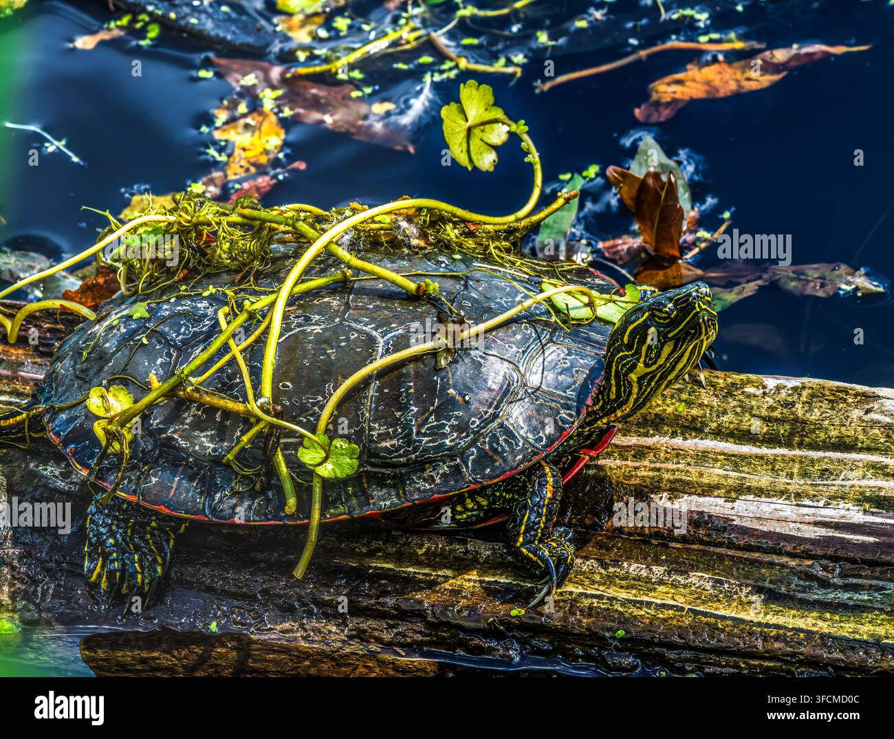 Tartaruga dipinta occidentale con alghe Chrysemys picta Juanita Bay Park Lake Washington Kirkland Washiington Foto Stock