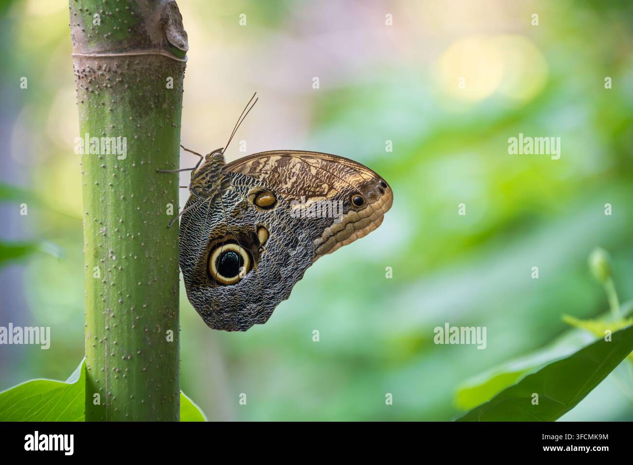 Farfalla gufo (Caligo), una grande farfalla tropicale, chiamata così per le macchie oculari sulla parte inferiore dell'ala posteriore. Sfondo verde naturale con spazio per il testo. Foto Stock