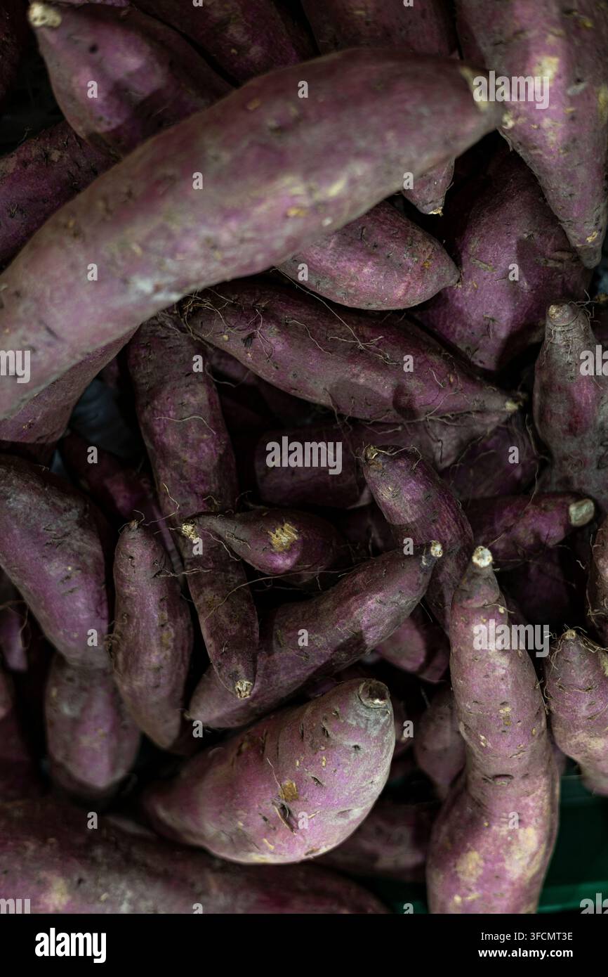 Mucchio di patate dolci viola appena raccolte, radici di patate dolci crude in esposizione al mercato, raccolto agricolo biologico, ingrediente sano per la cottura, nutrizione p Foto Stock