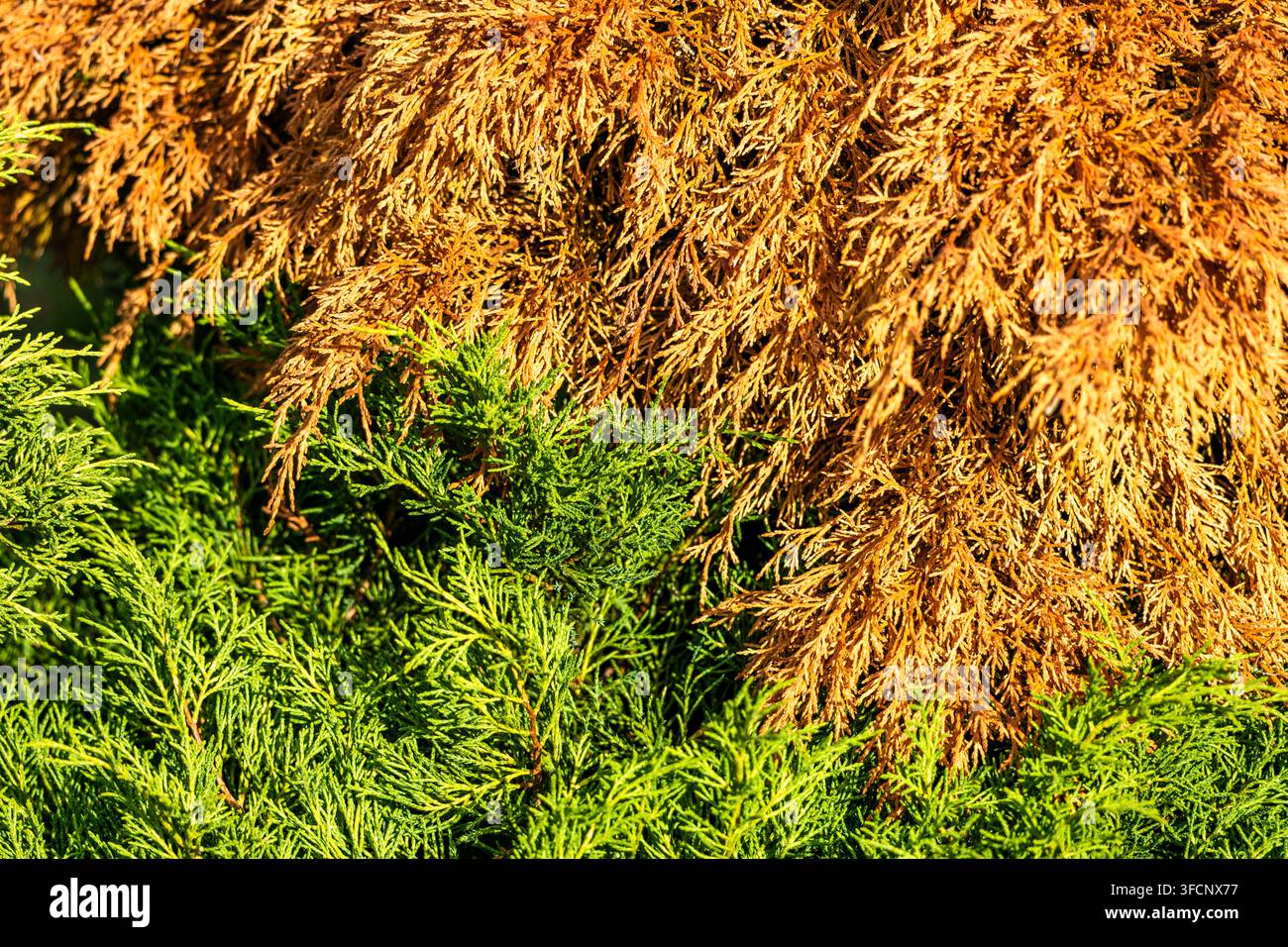 Prima vista di rami di tuia che mostra un contrasto evidente tra il fogliame vivente di un verde vivace e le aghette morte marroni secche alla luce naturale brillante. Foto Stock