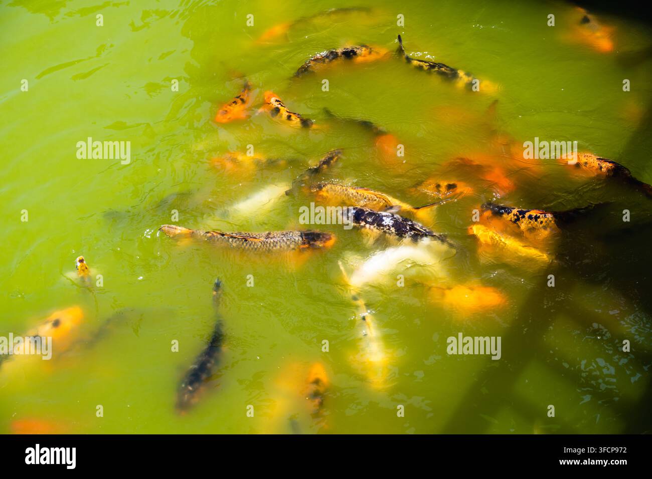 Pesci koi colorati che nuotano in uno stagno al parco giapponese Konya Kyoto, Turchia Foto Stock