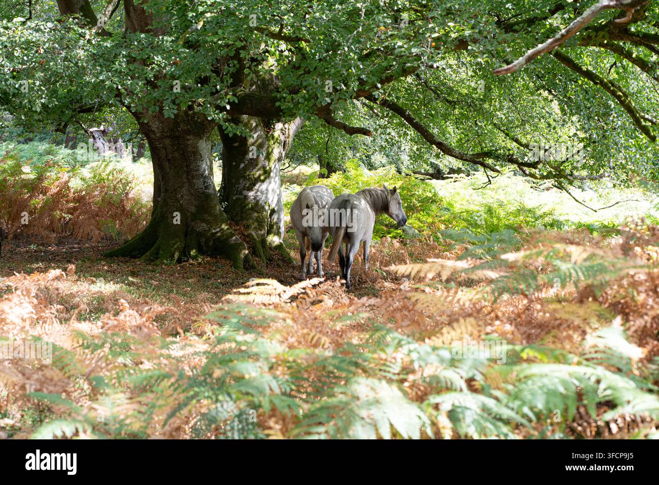 Poni all'ombra del bosco Foto Stock