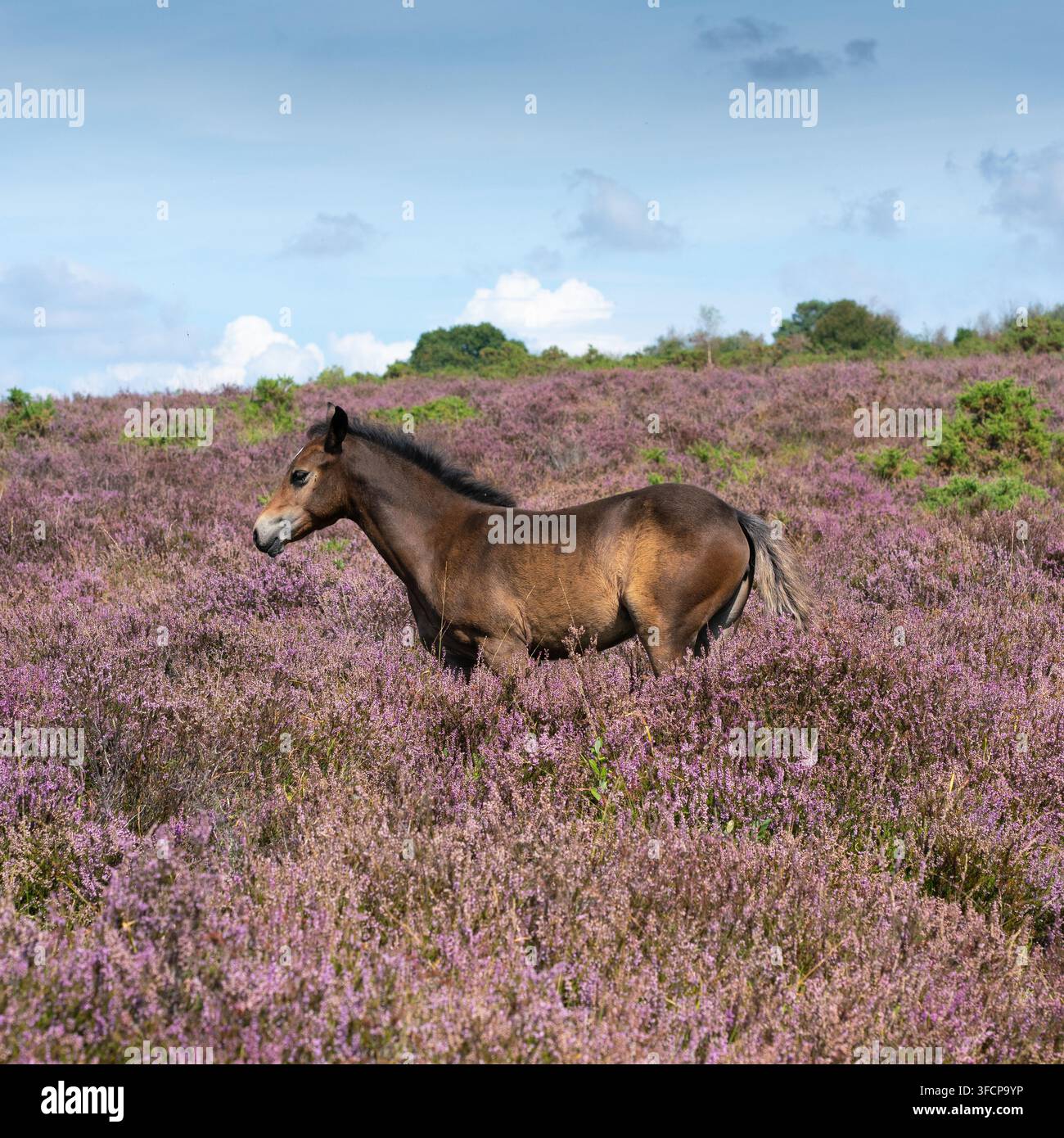 Un puledro tra l’erica viola Foto Stock