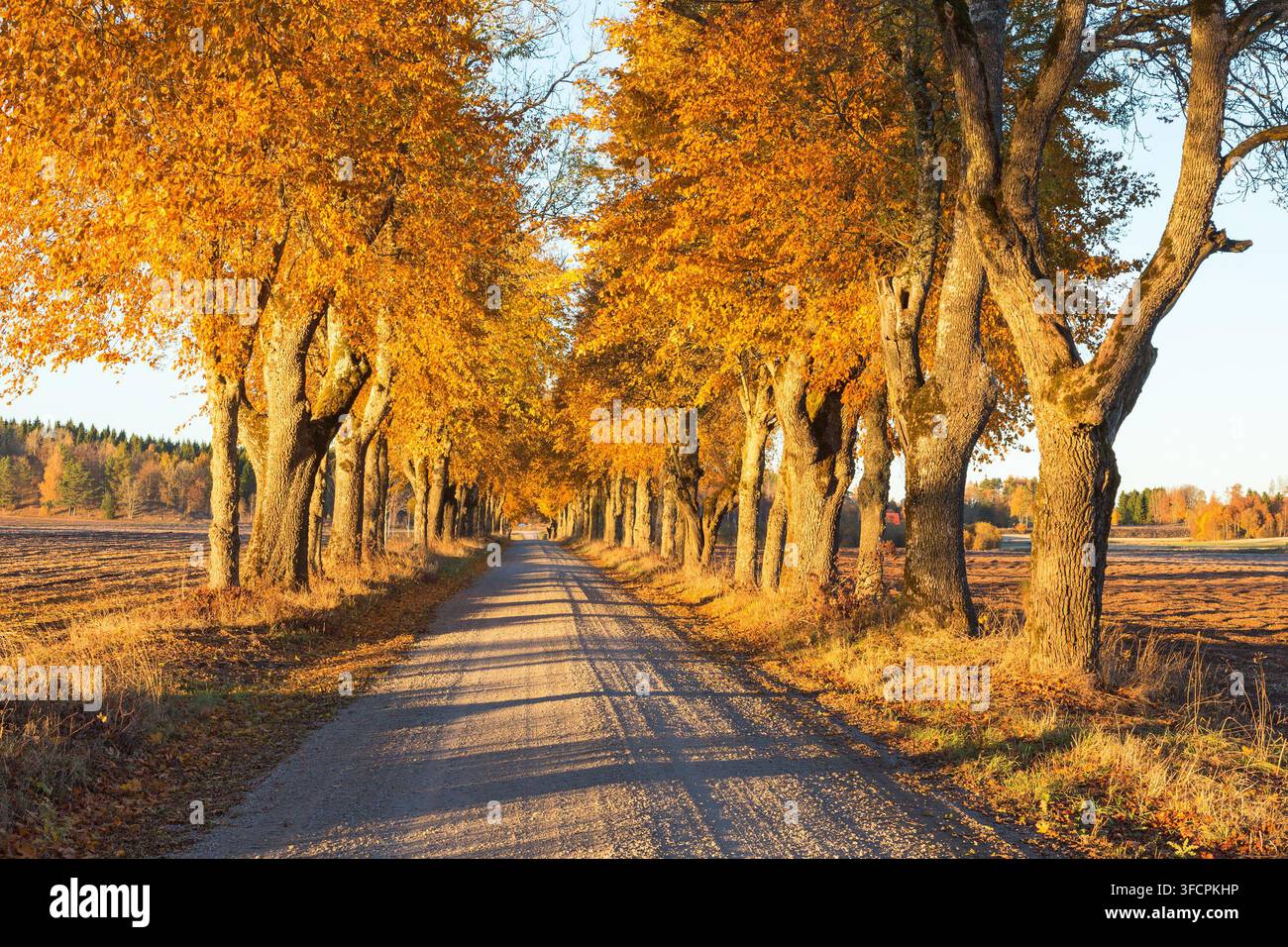 Strada di campagna fiancheggiata da alberi dai colori autunnali Foto Stock