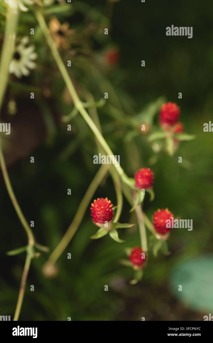 Piccoli fiori rossi di gomfrena a forma di fragola in un giardino Foto Stock