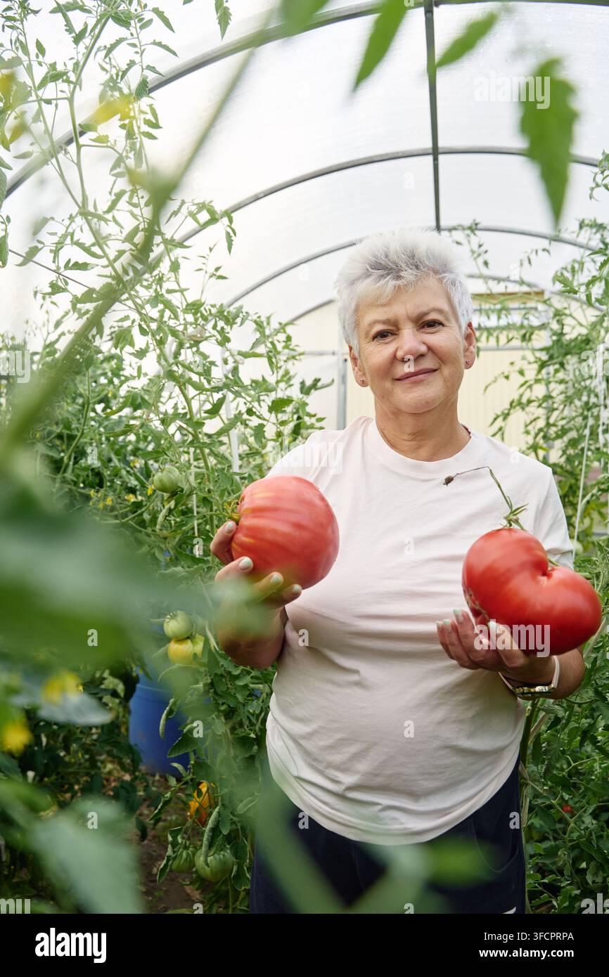 Anziana felice che tiene grandi pomodori antichi in una serra Foto Stock
